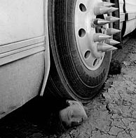 Human head under bus wheel