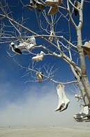 Tree art installations with hanging shoes in Black Rock Desert