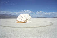Seashell in desert