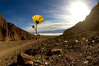 California poppy in desert
