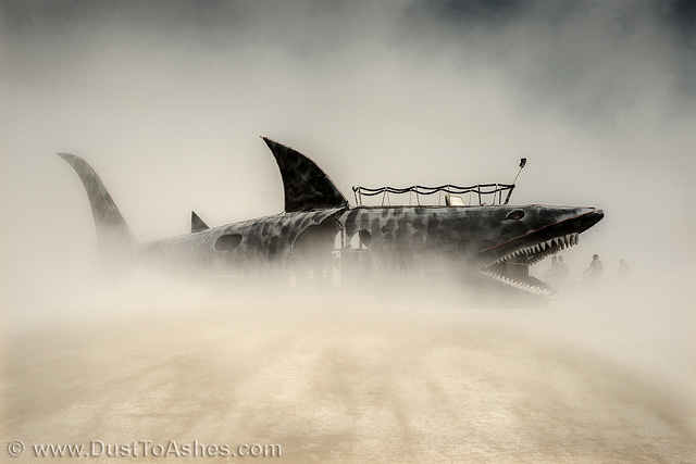 Shark swimming in desert dust storm