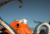 Octopus mosaic art installation