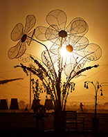 Sunrise colors of art installation called Curious Floral Display by Jeff Tangen